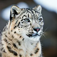Snow Leopard, Male