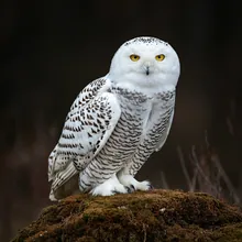 Snowy Owl, Female