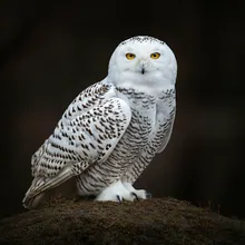 Snowy Owl, Male