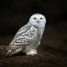 Snowy Owl, Young