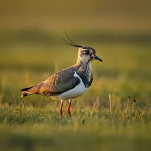 Sociable Lapwing, Female