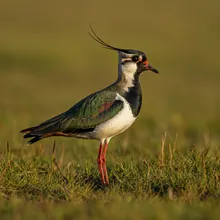 Sociable Lapwing, Male