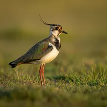 Sociable Lapwing, Young