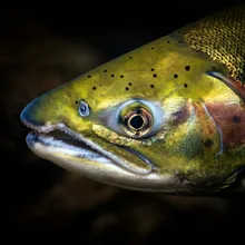 Sockeye Salmon, Close up