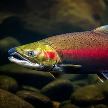 Sockeye Salmon, Female