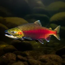 Sockeye Salmon, Male