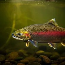 Sockeye Salmon, Young
