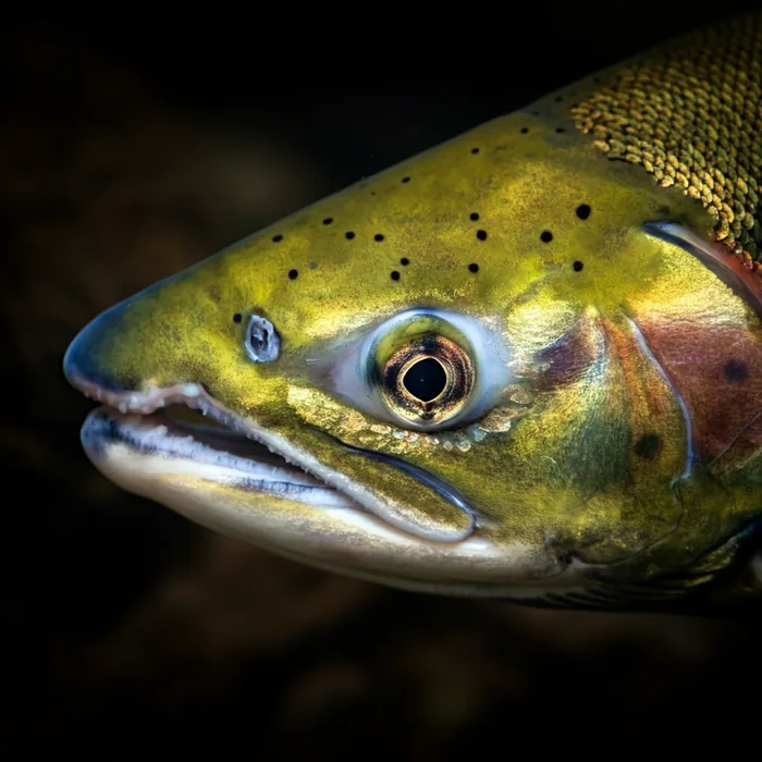 Sockeye Salmon
