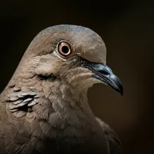Socorro Dove, Close up