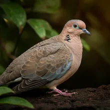 Socorro Dove, Female