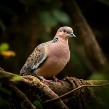 Socorro Dove, Male