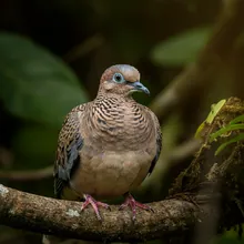 Socorro Dove, Young