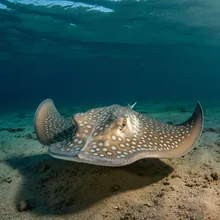 Socotra Cownose Ray, Female