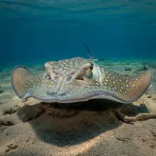 Socotra Cownose Ray, Male