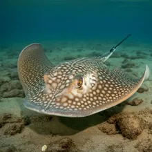 Socotra Cownose Ray, Young
