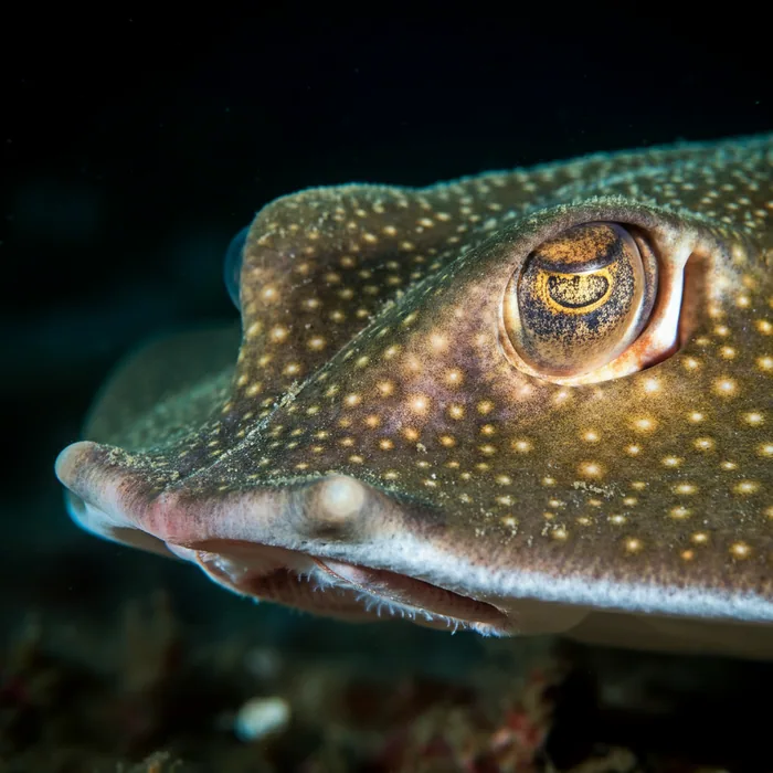 Socotra Cownose Ray