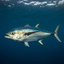 Southern Bluefin Tuna, Male