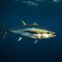 Southern Bluefin Tuna, Young