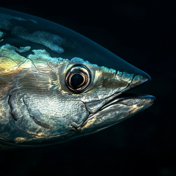 Southern Bluefin Tuna