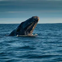 Southern Right Whale, Female
