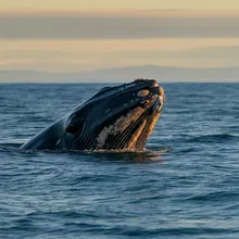 Southern Right Whale, Male