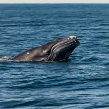 Southern Right Whale, Young
