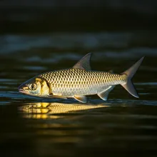 Speartooth Shark, Male