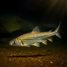 Speartooth Shark, Young
