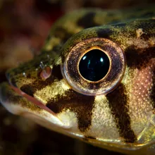 Speckled Guitarfish, Close up