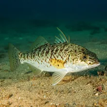 Speckled Guitarfish, Female