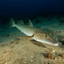 Speckled Guitarfish, Male
