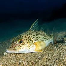 Speckled Guitarfish, Young