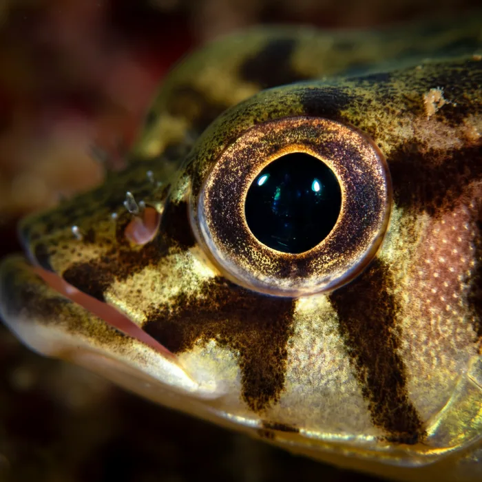 Speckled Guitarfish