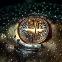Spinetail Devil Ray, Close up
