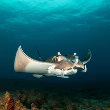 Spinetail Devil Ray, Female