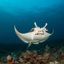 Spinetail Devil Ray, Male