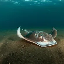 Spinetail Devil Ray, Young