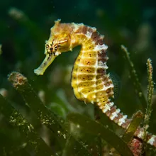 Spiny Seahorse, Female