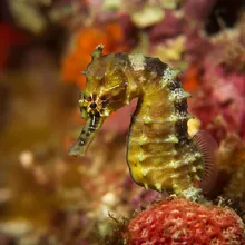 Spiny Seahorse, Male