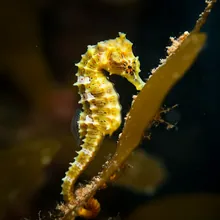 Spiny Seahorse, Young