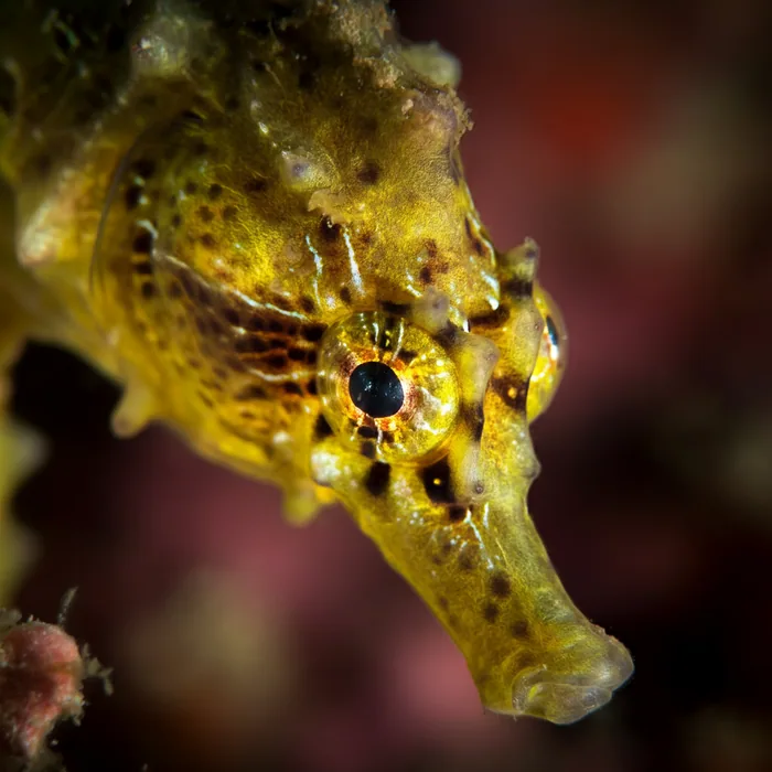 Spiny Seahorse