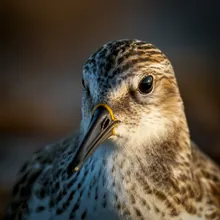 Spoon-billed Sandpiper, Close up