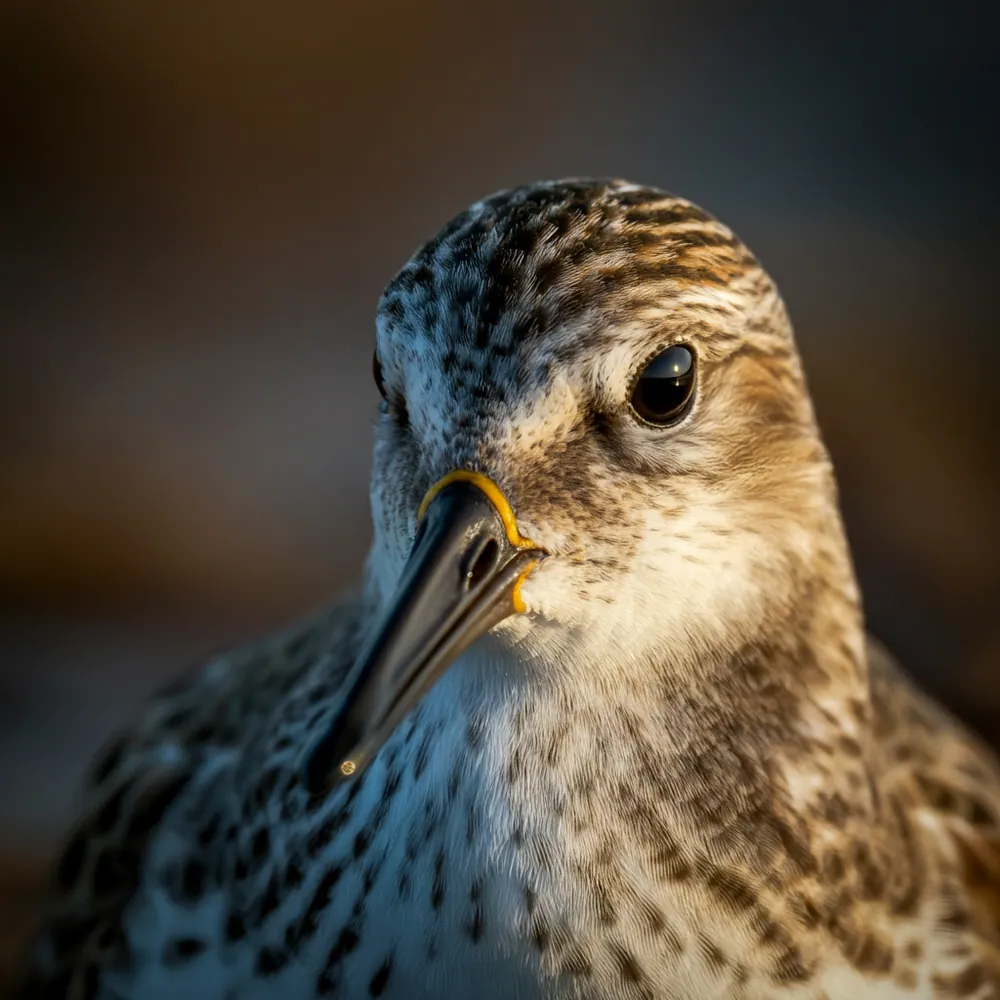 Spoon-billed Sandpiper