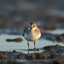 Spoon-billed Sandpiper, Female