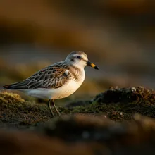 Spoon-billed Sandpiper, Male