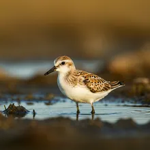Spoon-billed Sandpiper, Young