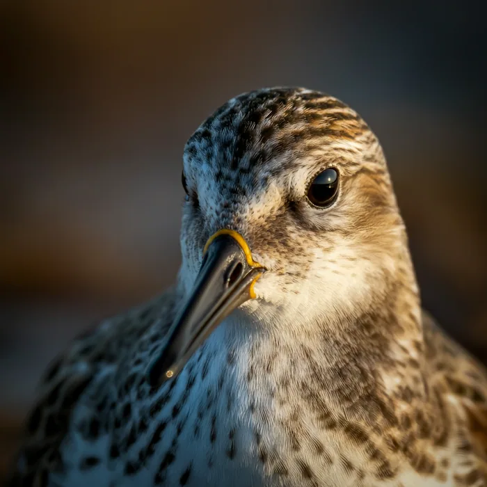Spoon-billed Sandpiper