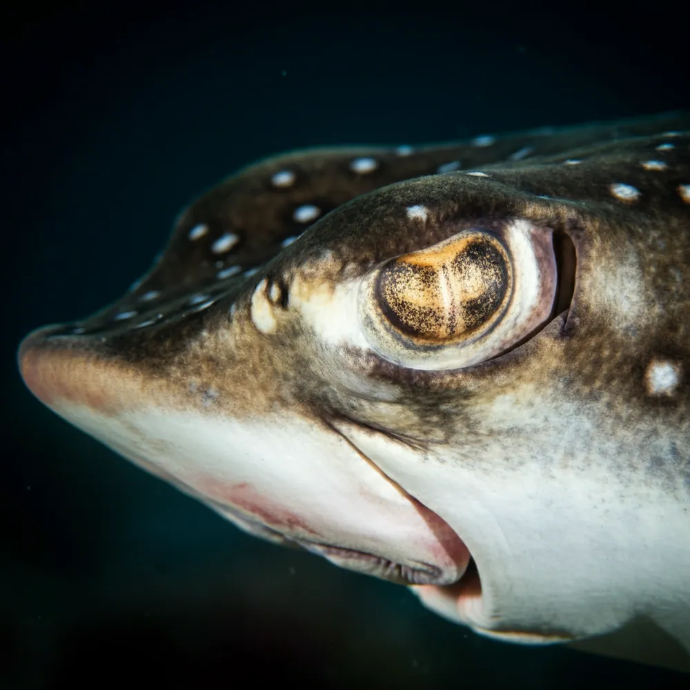 Spotted Eagle Ray
