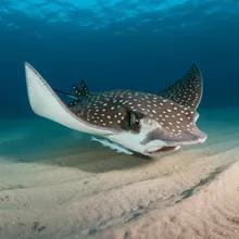 Spotted Eagle Ray, Female