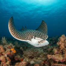 Spotted Eagle Ray, Male